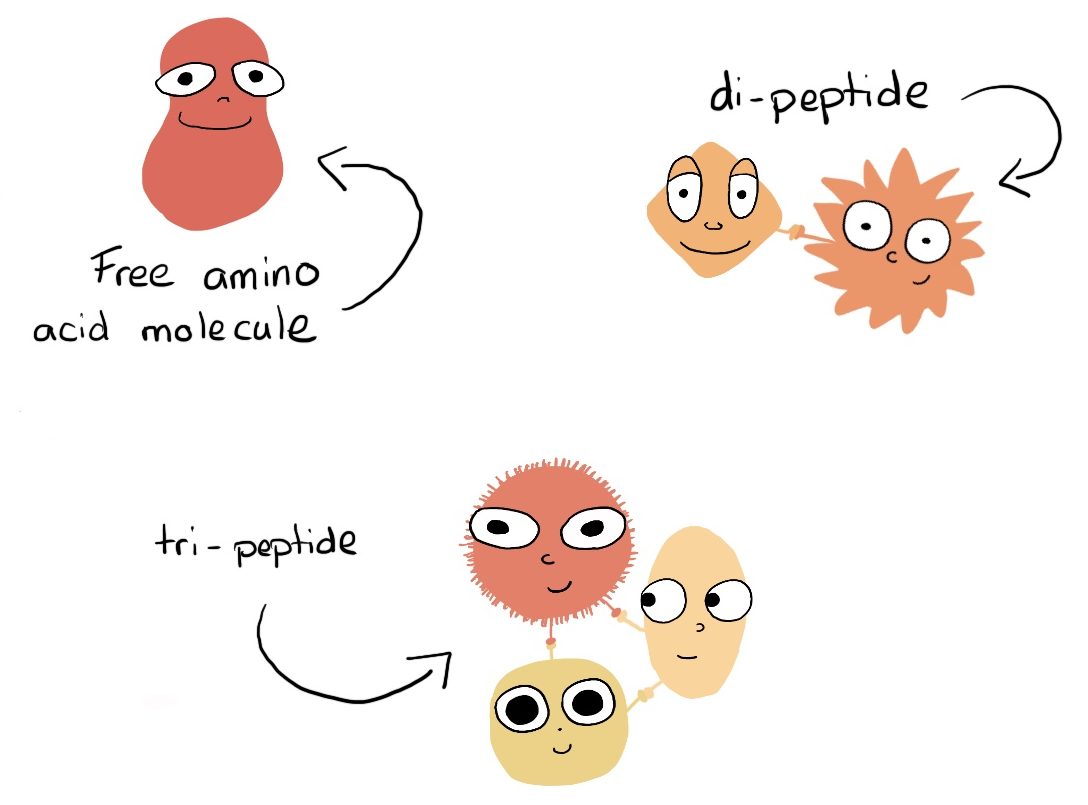 protein: amino acid molecules