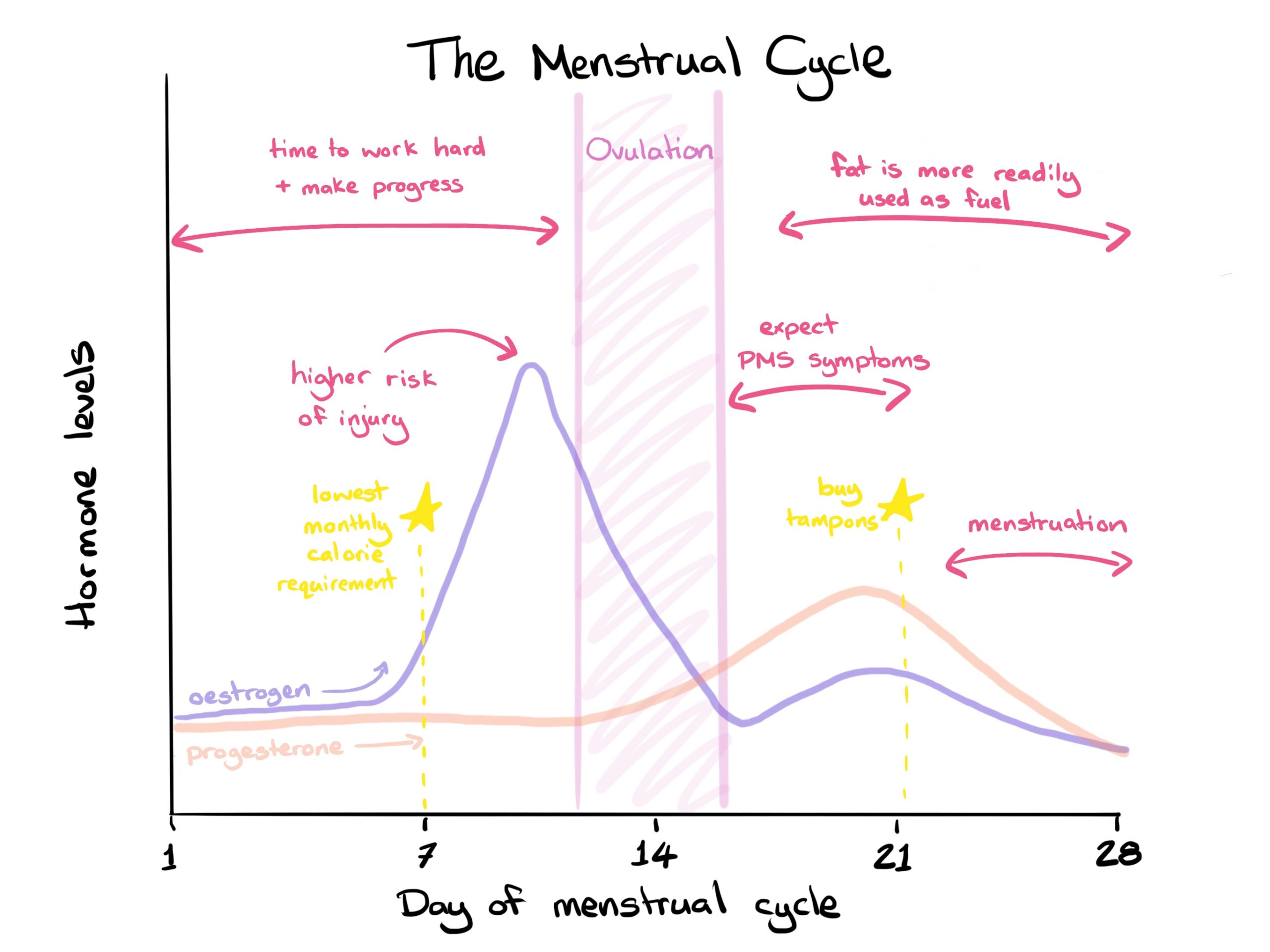 Untitled_Artwork 18 menstrual cycle graph
