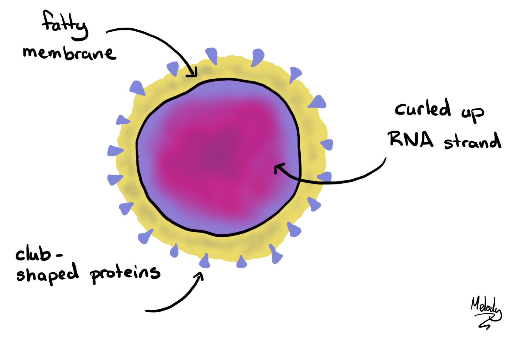 coronavirus coronavirus