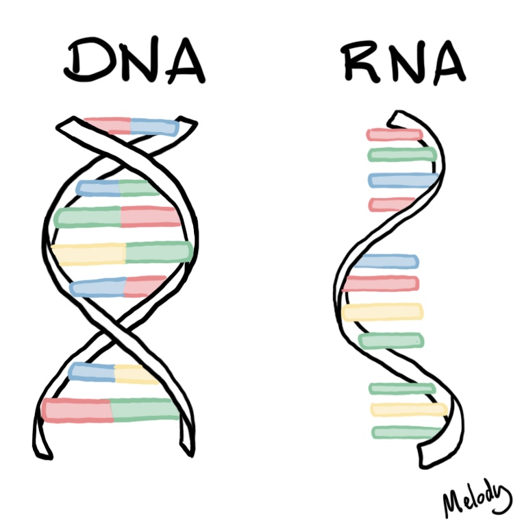 dna rna dna rna